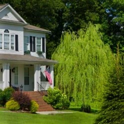 Golden Curls' Corkscrew Willow -Plant Sale Shop Golden Curls Willow 4