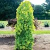 Golden Falls® Redbud Tree -Plant Sale Shop Golden Falls Redbud 600x600 a882b66d db87 4959 aab9 4e0f0c68ac07