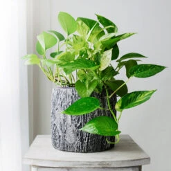 Boho House Plant Kit -Plant Sale Shop Golden Pothos 1 BB