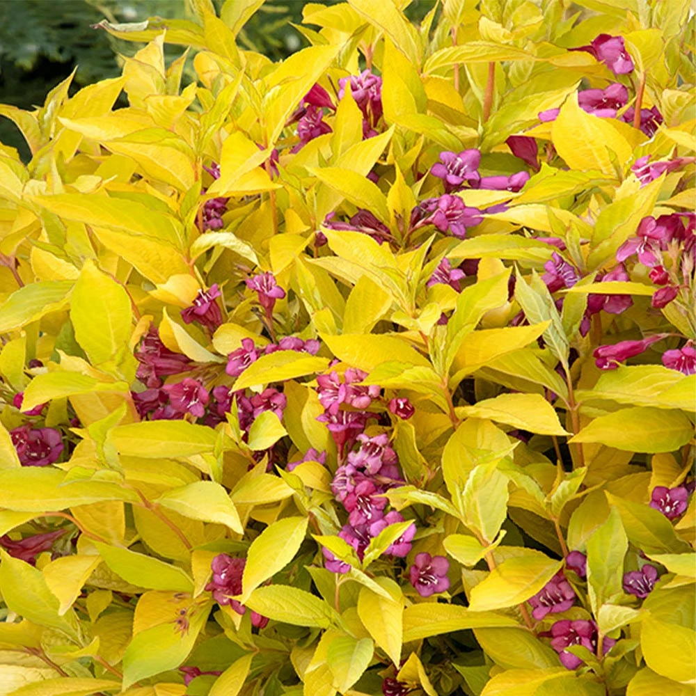 Golden Jackpot® Weigela Shrub 4 Golden Jackpot® Weigela Shrub - Image 2