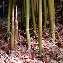 Graceful Bamboo -Plant Sale Shop Graceful Bamboo 3 FGT
