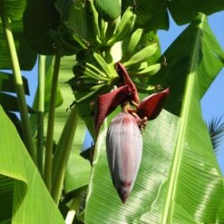 Grand Nain 'Naine' Banana Tree 10 Grand Nain 'Naine' Banana Tree -Plant Sale Shop Grand Naine Nain Banana 6