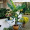 Grand Nain 'Naine' Banana Tree -Plant Sale Shop Grand Naine Nain Banana FGT 600x600 ae20a73d 5f5d 4cf4 915c cd72fe2f17a0