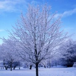 Green Mountain Sugar Maple Tree -Plant Sale Shop Green Mountain Sugar Maple 5