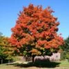Green Mountain Sugar Maple Tree 2 Green Mountain Sugar Maple Tree -Plant Sale Shop Green Mountain Sugar Maple 600x600 1