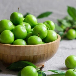 Green Gage Plum -Plant Sale Shop Green Gage Plum 2