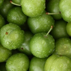 Green Gage Plum -Plant Sale Shop Green Gage Plum 4