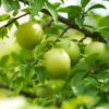 Green Gage Plum 2 Green Gage Plum -Plant Sale Shop Green Gage Plum 600x600 f3677a03 8f2c 4aed a91d 6b51be46e619