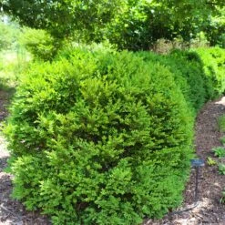 Green Velvet Boxwood Shrub 13 Green Velvet Boxwood Shrub -Plant Sale Shop Green Velvet Boxwood 7