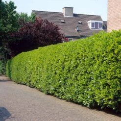 Greenfinity Cherry Laurel -Plant Sale Shop Greenfinity Laurel 3 FGT