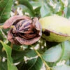Hardy Pecan 2 Hardy Pecan -Plant Sale Shop Hardy pecan FGT 600x600 e00b4782 e4b1 41dd a9a1 1a9a9e073bb8