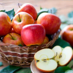 Fuji & Haralson Twisted Apple Tree -Plant Sale Shop Harelson