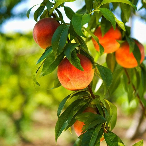 Harvester Peach Tree - USDA Organic 3 Harvester Peach Tree - USDA Organic