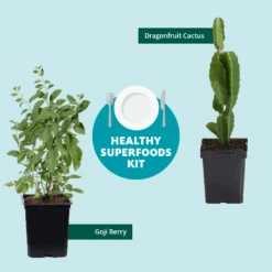Goji Berry 13 Goji Berry -Plant Sale Shop Healthy Superfoods Kit Graphic ceafb56f 8262 49e7 9792 ea28ea2e548e