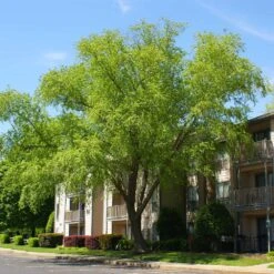 Heritage® River Birch 11 Heritage® River Birch -Plant Sale Shop Heritage River Birch 3 FGT