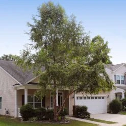 Heritage® River Birch 12 Heritage® River Birch -Plant Sale Shop Heritage River Birch 9 FGT