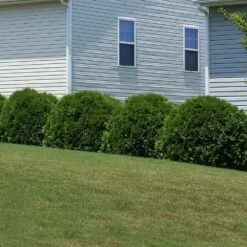 Hetz Midget Thuja Shrub -Plant Sale Shop Hetz Midget Thuja 6