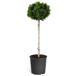 Dwarf Hinoki Cypress Tree -Plant Sale Shop Hinoki Cypress Standard 1