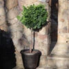 Dwarf Hinoki Cypress Tree -Plant Sale Shop Hinoki Cypress Standard FGT 600x600 89ae3964 7196 49ed 9f4e 0670e430fcf5