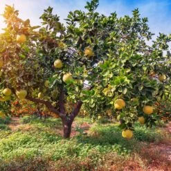 Hirado Pummelo Tree 7 Hirado Pummelo Tree -Plant Sale Shop Hirado Pummelo 1