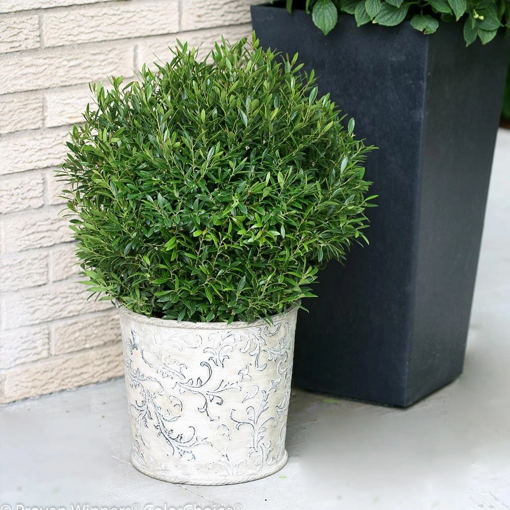 Gem Box® Holly Shrub 5 Gem Box® Holly Shrub - Image 3