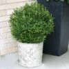 Gem Box® Holly Shrub 2 Gem Box® Holly Shrub -Plant Sale Shop Holly Gem Box FGT 600x600 c7245634 5435 4fd3 8af4 9df9d91e4414