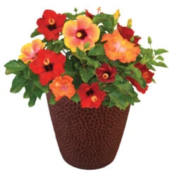 Bloom Bash® Hollywood® Hibiscus -Plant Sale Shop Hollywood Hibiscu BLoom Bash 1