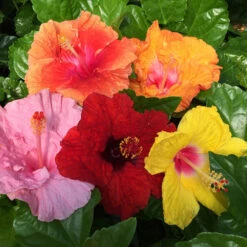 Bloom Bash® Hollywood® Hibiscus -Plant Sale Shop Hollywood Hibiscu BLoom Bash 2
