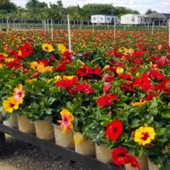 Bloom Bash® Hollywood® Hibiscus -Plant Sale Shop Hollywood Hibiscu BLoom Bash 4