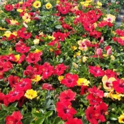 Bloom Bash® Hollywood® Hibiscus -Plant Sale Shop Hollywood Hibiscu BLoom Bash 5