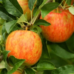 Honeycrisp™ & McIntosh Twisted Apple Tree -Plant Sale Shop Honeycrisp Apple 1 FGT 29d88901 4847 40f3 be78 29c8a4b6351a