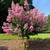 Hopi Crape Myrtle 2 Hopi Crape Myrtle -Plant Sale Shop Hopi Crape Myrtle FGT 600x600 f056a88a 0534 44fb 9b52 5b38e7e51bd1