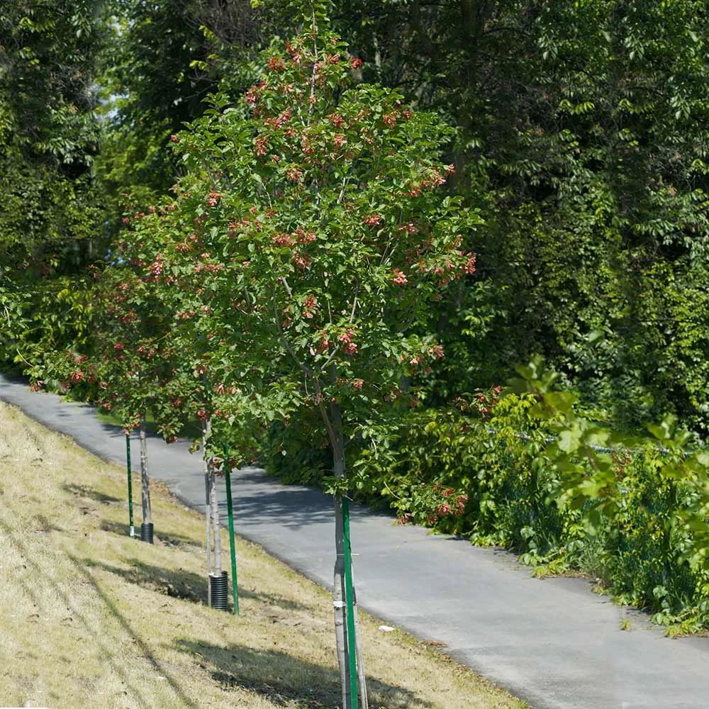 Hot Wings® Maple Tree 5 Hot Wings® Maple Tree - Image 3