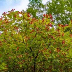 Hot Wings® Maple Tree 11 Hot Wings® Maple Tree -Plant Sale Shop Hot Wings Tartarian Maple 3