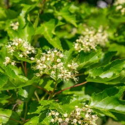 Hot Wings® Maple Tree 13 Hot Wings® Maple Tree -Plant Sale Shop Hot Wings Tartarian Maple 5