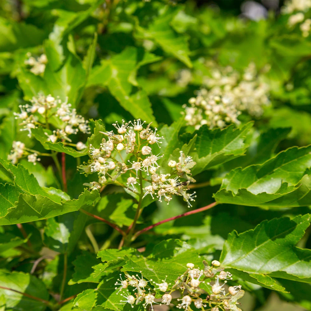Hot Wings® Maple Tree 8 Hot Wings® Maple Tree - Image 6