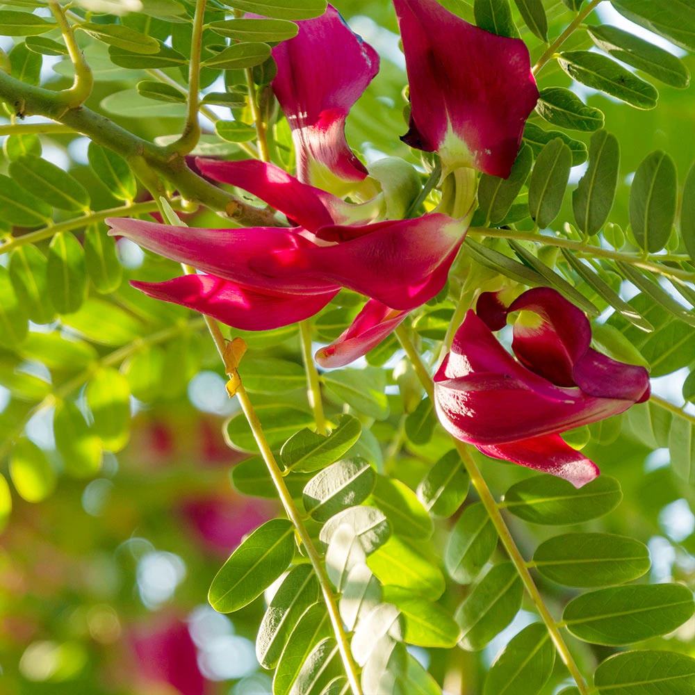 Red Hummingbird Tree (Sesbania Grandiflora) 5 Red Hummingbird Tree (Sesbania Grandiflora) - Image 3