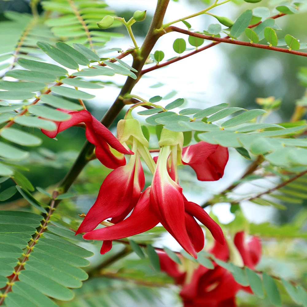 Red Hummingbird Tree (Sesbania Grandiflora) 4 Red Hummingbird Tree (Sesbania Grandiflora) - Image 2