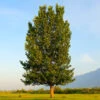 Superior Hybrid Poplar Tree 1 Superior Hybrid Poplar Tree -Plant Sale Shop Hybrid Poplar FGT 600x600 983a4ec6 0fdc 414b afee 5d483d831daa