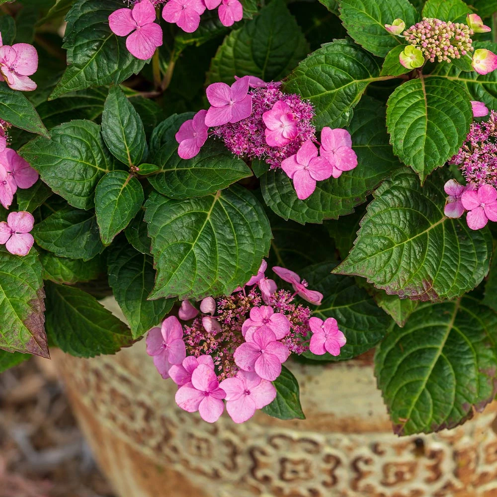 Endless Summer® Pop Star® Bigleaf Hydrangea 6 Endless Summer® Pop Star® Bigleaf Hydrangea - Image 4