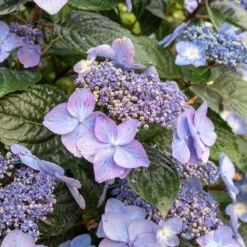 Endless Summer® Pop Star® Bigleaf Hydrangea 11 Endless Summer® Pop Star® Bigleaf Hydrangea -Plant Sale Shop Hydrangea Pop Star 2