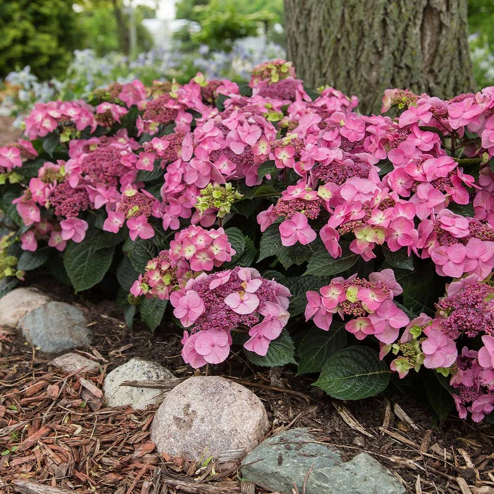 Endless Summer® Pop Star® Bigleaf Hydrangea 4 Endless Summer® Pop Star® Bigleaf Hydrangea - Image 2