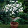 Iceberg Rose Tree 1 Iceberg Rose Tree -Plant Sale Shop Iceberg Roses 600x600 e75374dc 3f81 4fe6 acda e6186e7eadfc