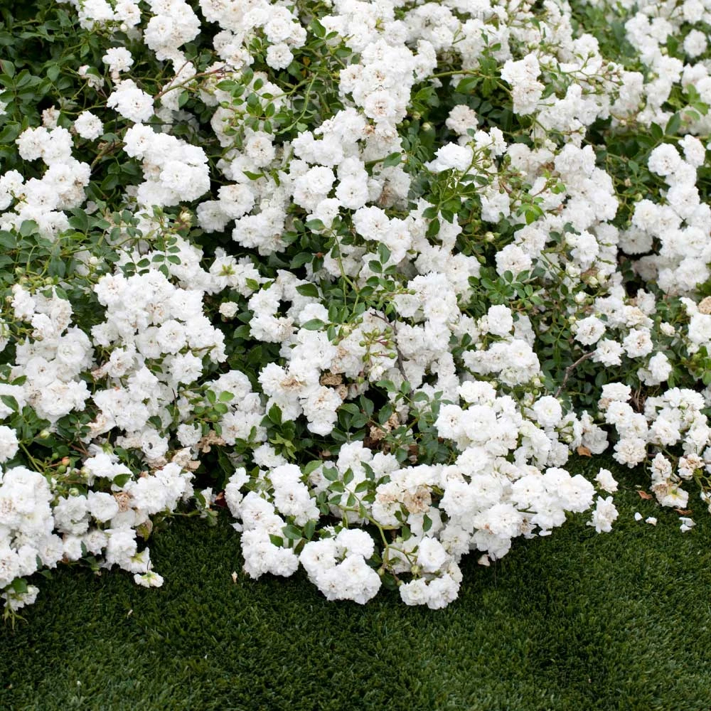 Icy Drift® Rose 4 Icy Drift® Rose - Image 2