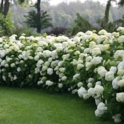 Incrediball® Hydrangea Shrub 8 Incrediball® Hydrangea Shrub -Plant Sale Shop Incrediball Hydrangea 1 FGT