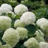 Incrediball® Hydrangea Shrub -Plant Sale Shop Incrediball Hydrangea FGT 600x600 db11fa34 d7f4 42e8 b522 b771f9dfae02
