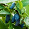 Indigo Gem Haskap (Honeyberry) 1 Indigo Gem Haskap (Honeyberry) -Plant Sale Shop Indigo GEm Haskap 600x600 b2f232b9 e3e1 493f 8d14 d84faacd7d64