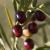 Italian Olive Tree 1 Italian Olive Tree -Plant Sale Shop Italian Olive Tree 350W