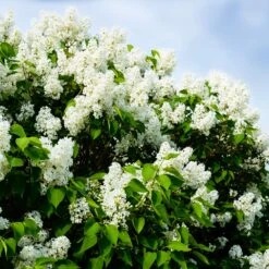 Ivory Silk Japanese Lilac Tree 10 Ivory Silk Japanese Lilac Tree -Plant Sale Shop Ivory Silk Lilac 1