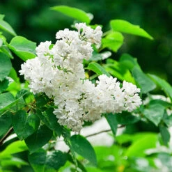 Ivory Silk Japanese Lilac Tree 11 Ivory Silk Japanese Lilac Tree -Plant Sale Shop Ivory Silk Lilac 2
